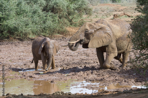 Canvas Print Female and young African elephants (Loxodonta africana) plaing in mud, Tsavo Eas