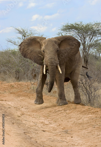 African elephant  Loxodonta africana  charging  Tsavo East National Park  Kenya