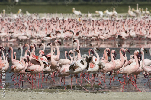 Multiple lesser flamingo (Phoenicoparrus minor) at lake Nakurum Kenya