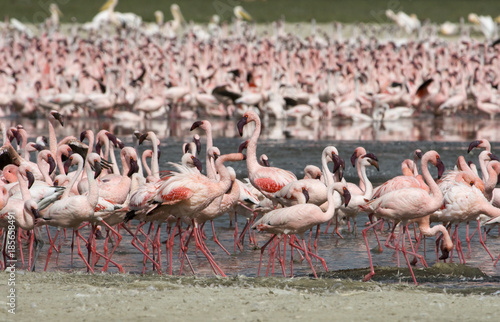 Multiple lesser flamingo (Phoenicoparrus minor) at lake Nakurum Kenya