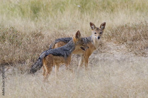 Black-backed Jackals  Canis mesomelas  at Elementaita lake  Kenya.