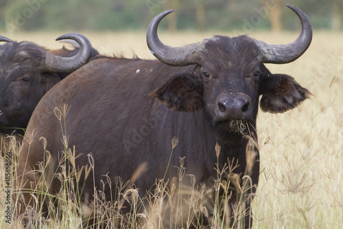 African buffalo (Syncerus caffer) in savanna of central Kenya © Ivan Kuzmin