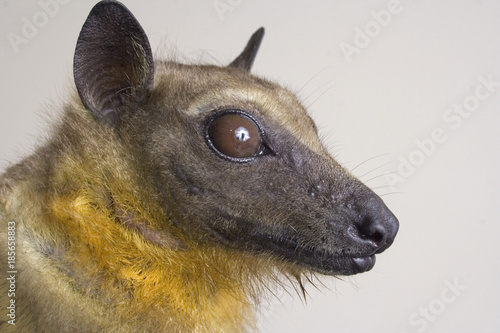 African straw-colored fruit bat (Eidolon helvum) portrait, coastal Kenya photo