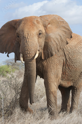 African elephant  Loxodonta africana  in savanna of Tsavo East National Park  Kenya