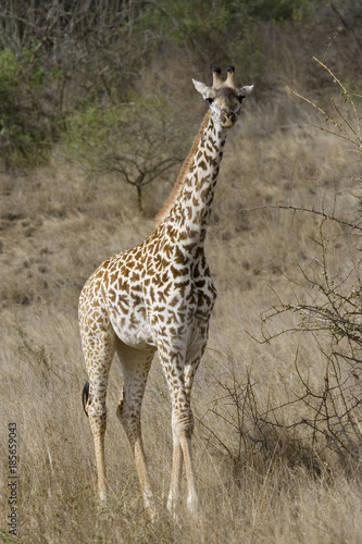Young Masai giraffe  Giraffa tippelskirchi  in savanna of Tsavo East National Park  Kenya