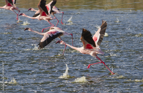 Canvas Print lesser flamingo (Phoenicoparrus minor) taking off at lake Elementaita, central K