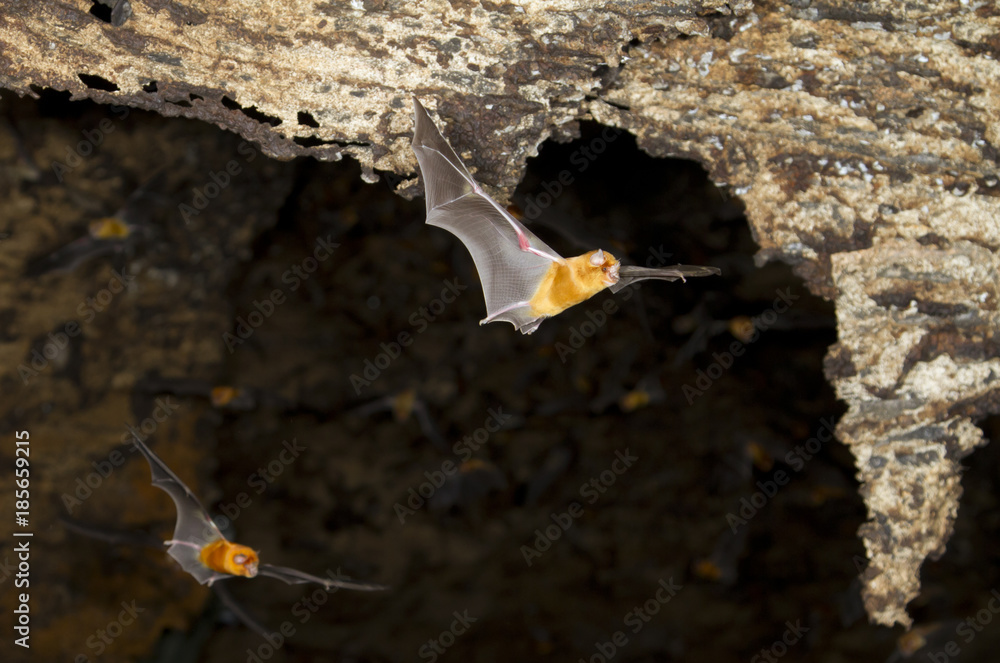 African trident bat (Triaenops afer) flying in cave, coastal Kenya. African trident bat (Triaenops afer) flying in cave, coastal Kenya.