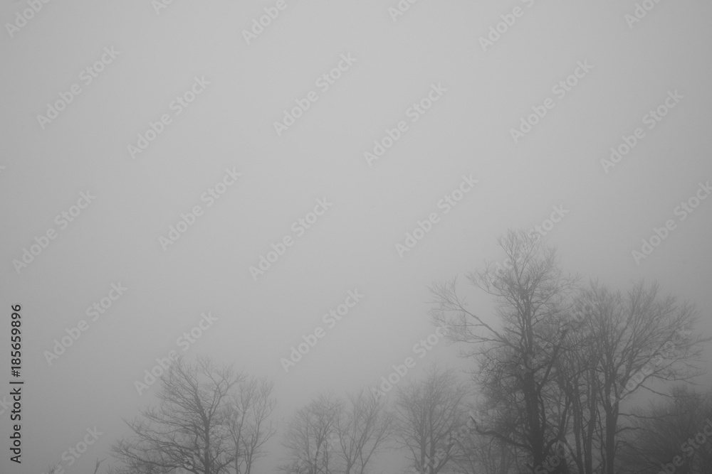 Photography of the wild woods in fog at winter Photography of the wild woods in fog at winter