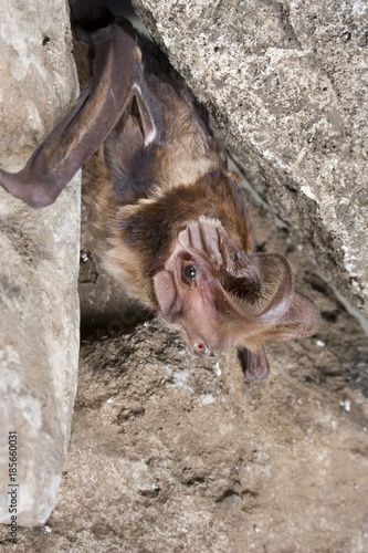 Harrison's Large-eared Free-tailed Bat (Otomops harrisoni) in cave, central Kenya photo