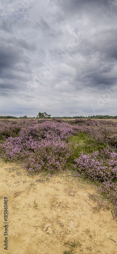 Ballooerveld Heather photo