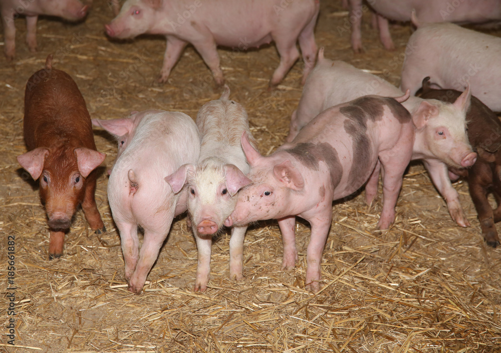Livestock breeding. Group of newborn piglets in farmyard Livestock breeding. Group of newborn piglets in farmyard
