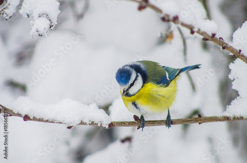Titmouse sits on snow-covered branches in the park
