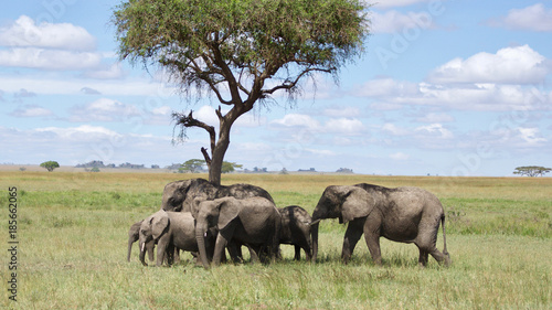 Photography Elephants on the Serengeti