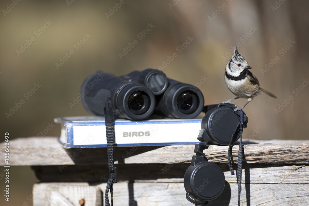 Fototapeta premium Sikora z lornetką i przewodnikiem po ornitologii