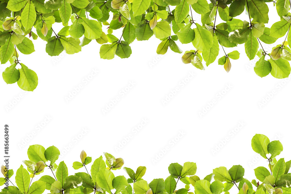 Beautiful green Leaves frame on white background.
