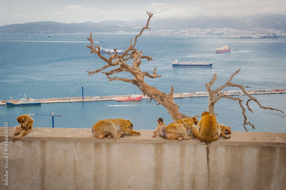 United Kingdom Gibraltar Barbary macaque monkey with panorama view in background