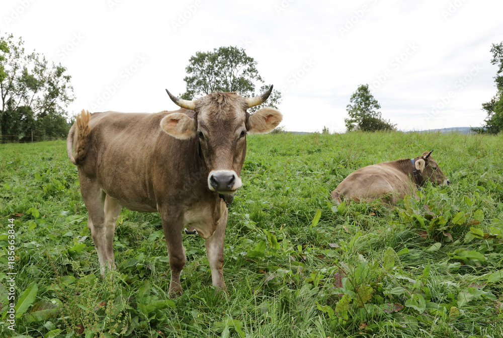 Kühe mit Hörnern auf der Wiese