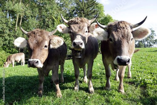 Kühe mit Hörnern auf der Alm