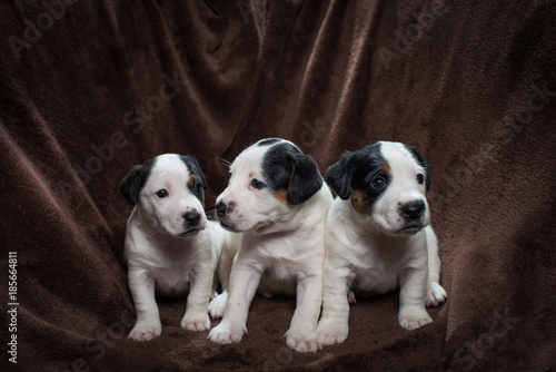 Three cute Jack Russell puppies on a brown blanket.