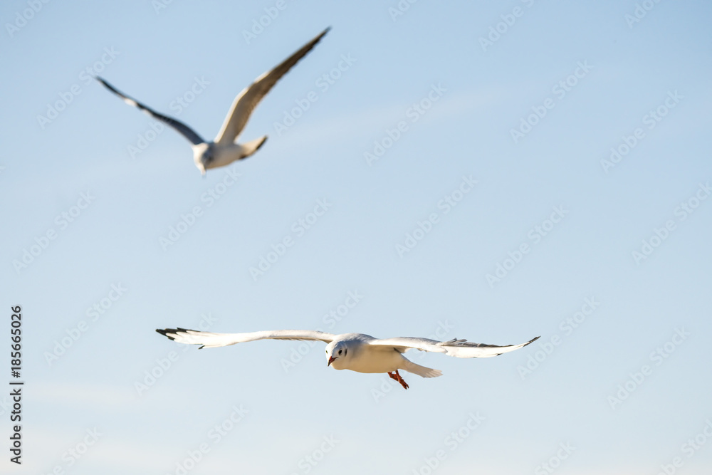 Lachmöwe beim Flug über die polmische Ostseeküste