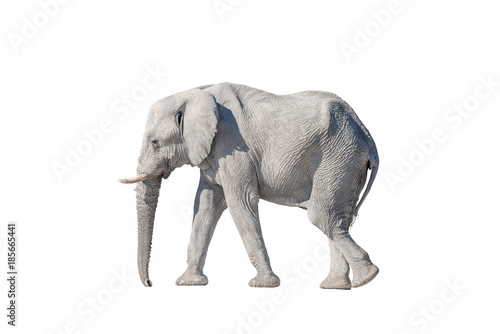 African elephant, isolated on white, covered with white calcrete dust photo