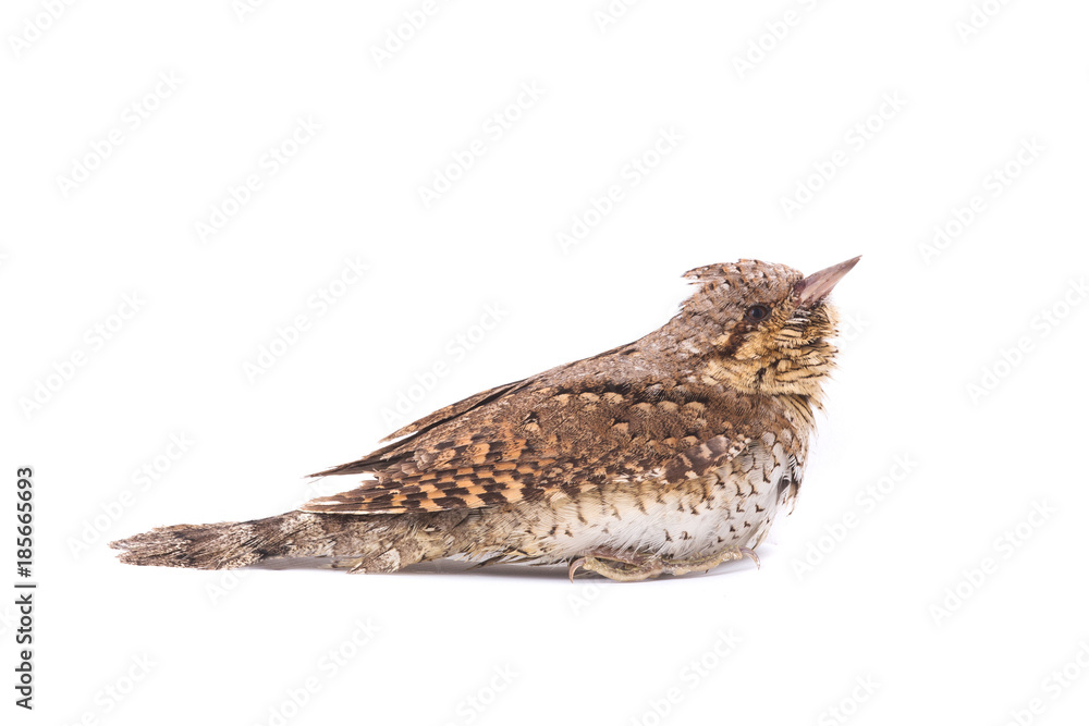 Fototapeta premium Eurasian wryneck (Jynx torquilla)