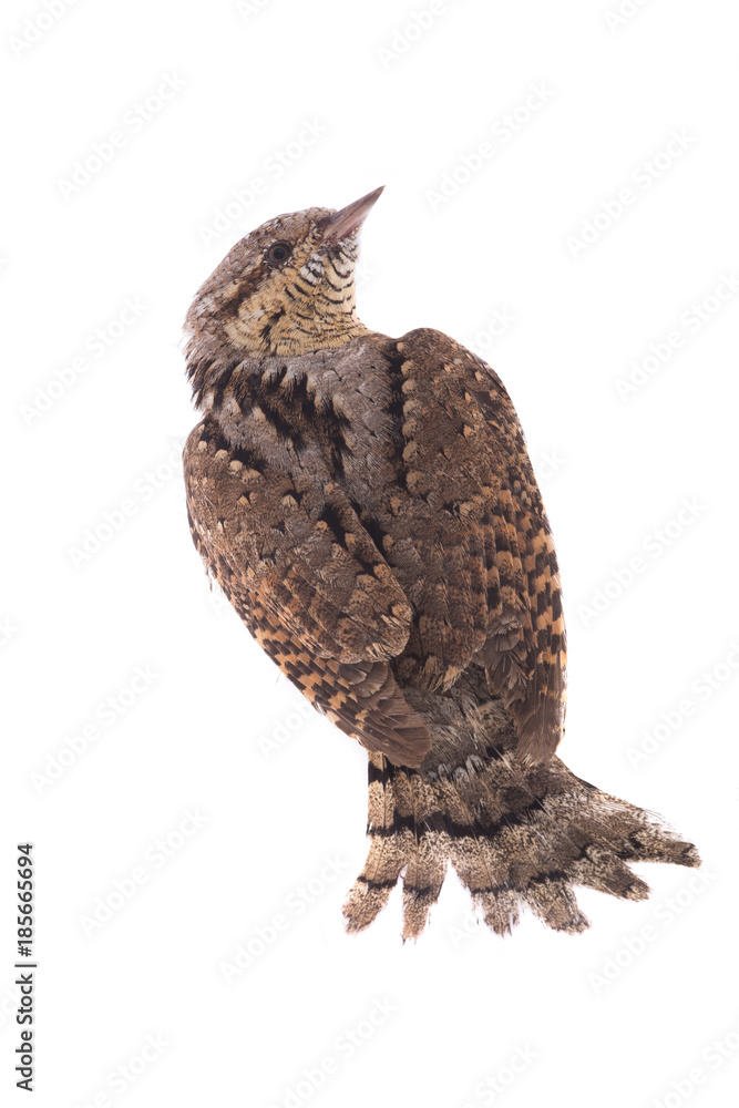 Fototapeta premium Eurasian wryneck (Jynx torquilla)