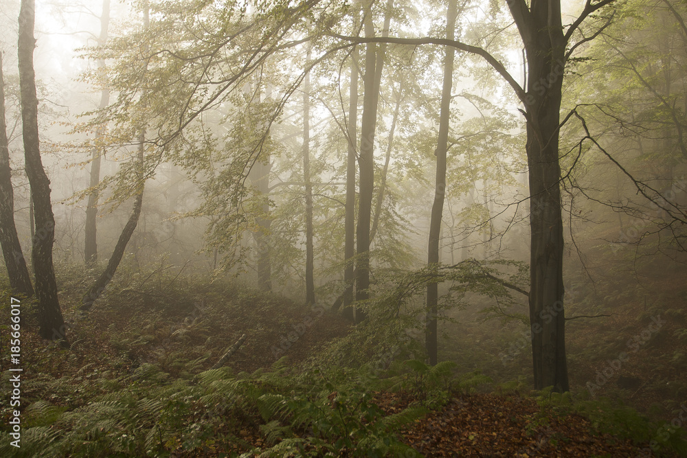 Naklejka premium autumnal fog