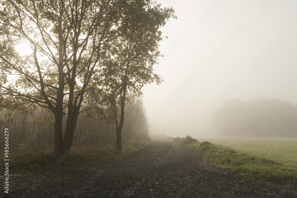 autumnal fog