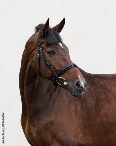 Portrait of a bay horse in the bridle look back on light background isolated © Svetlana