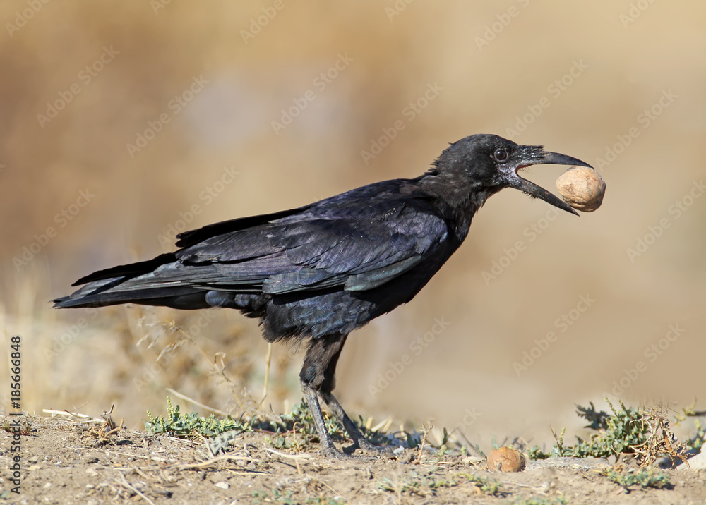 Obraz premium A young rook with a wallnut in its beak stands on the ground against beige blurred background