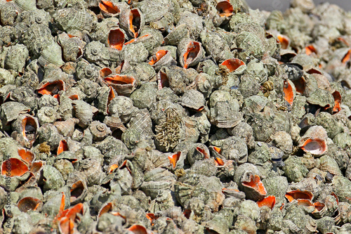 Fotografie A large pile of gutted shells of rapana (veined rapa whelk )