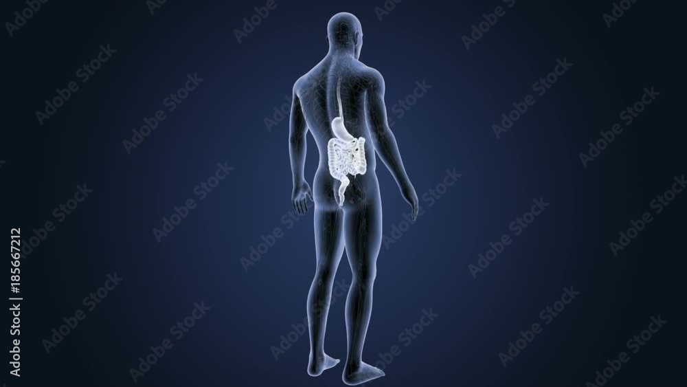Stomach and Intestine Stomach and Intestine