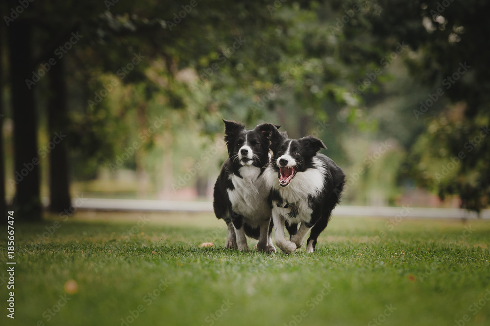 Two border collies running