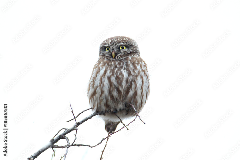 Fototapeta premium Adult little owl sits on the top of a tree against the background of a blurry blurred sky