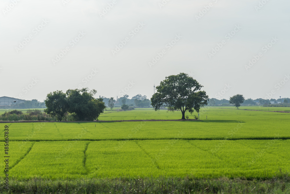 Fototapeta premium rice field