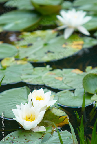 white water lily  surrounded with green leaves at pond