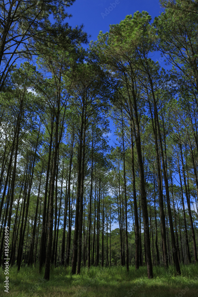 Obraz premium a pine tree