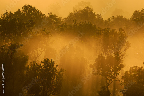 a silhouette tree with mist in sunrise