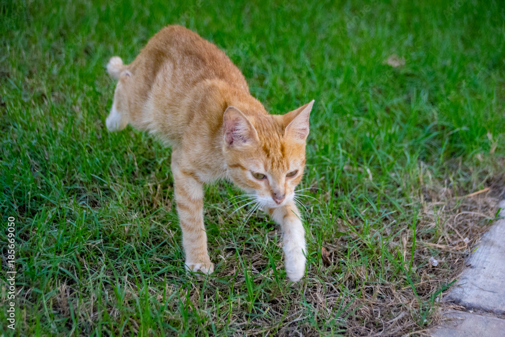 8 week old ginger kitten walking on grass