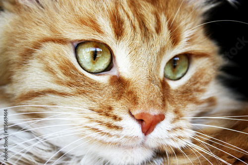 Tablou canvas Fluffy ginger cat close-up.