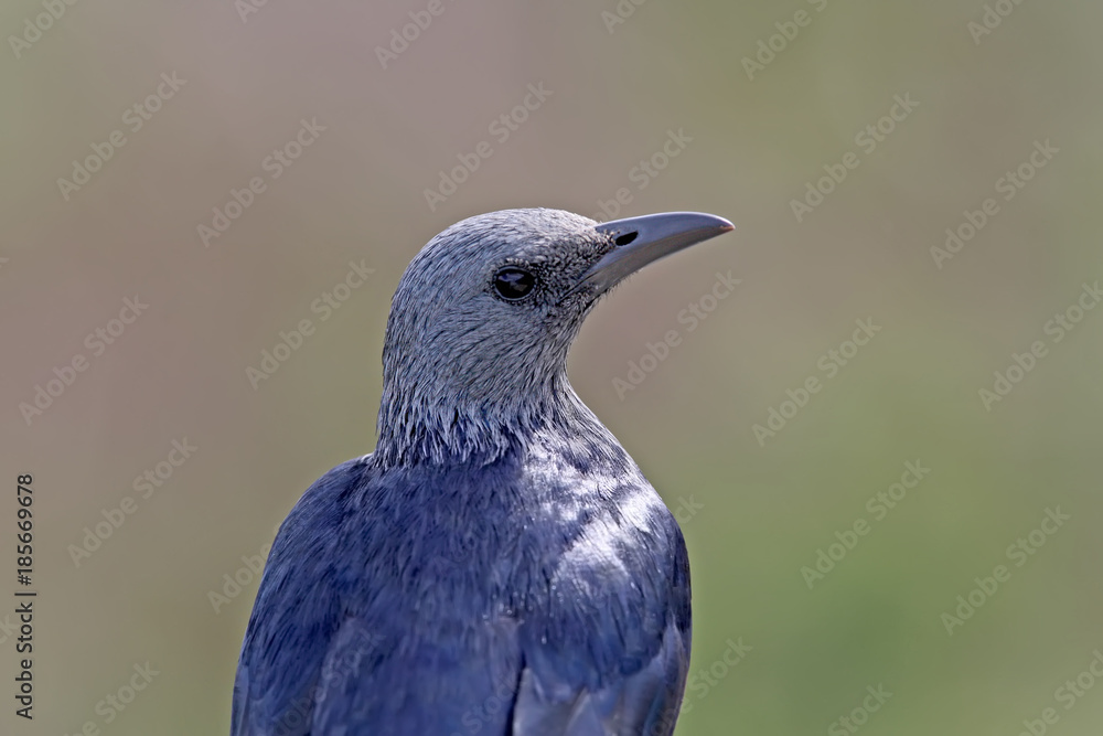 Fototapeta premium The red-winged starling (Onychognathus morio) female on nice blurred background close up portrait