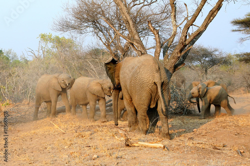 Photography Family of African elephants on feeding