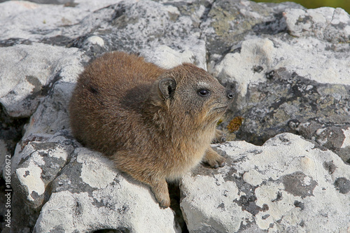The rock hyrax (Procavia capensis), also called rock badger and Cape hyrax