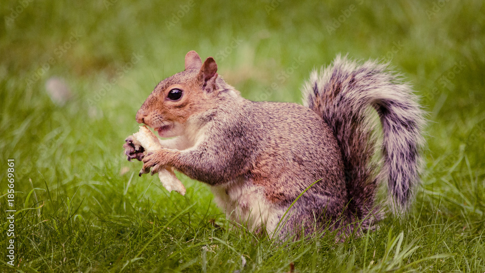 Obraz premium A Squirrel Eating