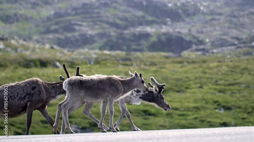 Baby reindeer licks his hoof  photo