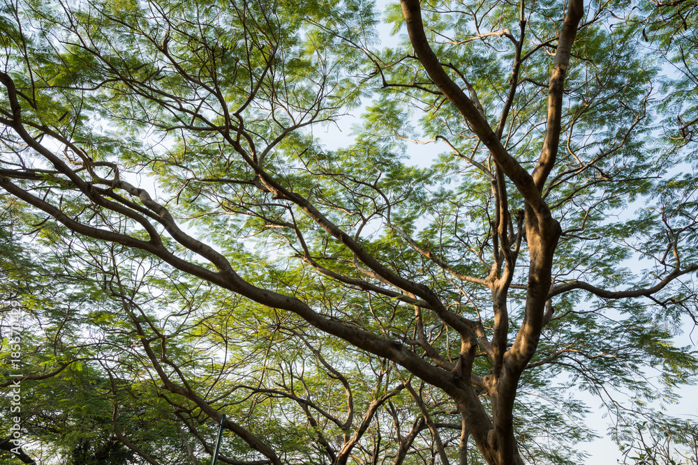 tree branch and full green leaf