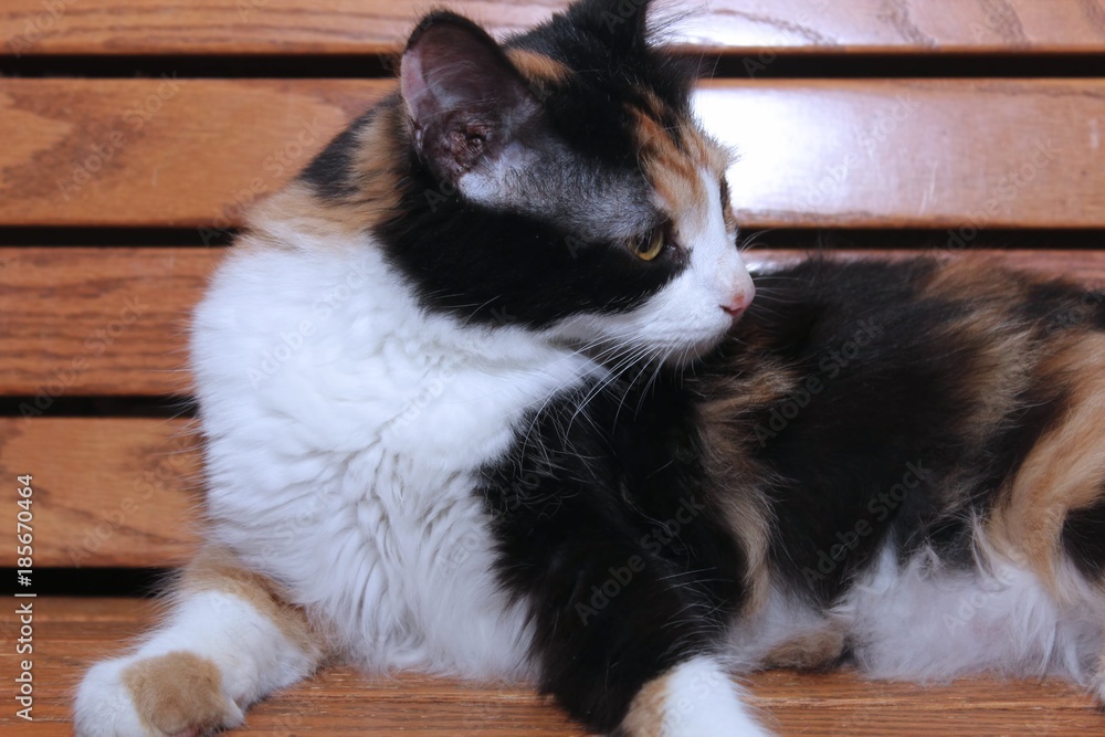 FLUFFY CALICO CAT