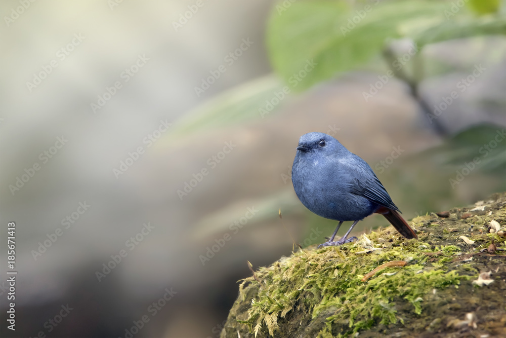 The plumbeous water redstart is a passerine bird in the Old World flycatcher family Muscicapidae. It is found in South Asia, Southeast Asia and China. The plumbeous water redstart is a passerine bird in the Old World flycatcher family Muscicapidae. It is found in South Asia, Southeast Asia and China.
