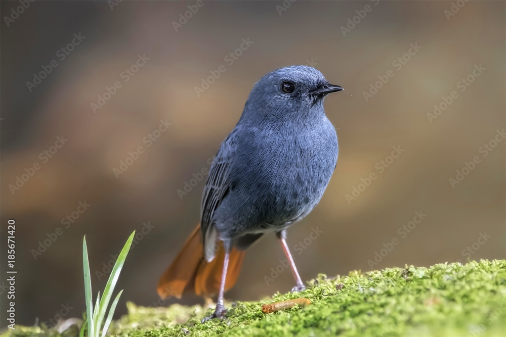 The plumbeous water redstart is a passerine bird in the Old World flycatcher family Muscicapidae. It is found in South Asia, Southeast Asia and China. The plumbeous water redstart is a passerine bird in the Old World flycatcher family Muscicapidae. It is found in South Asia, Southeast Asia and China.